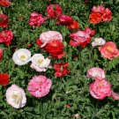 4000 Double Mixed Corn Poppy Flower Seeds Papaver rhoeas 4000 Double Mixed Corn Poppy Flower Seeds Papaver rhoeas
