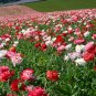 4000 Double Mixed Corn Poppy Flower Seeds Papaver rhoeas