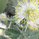 250 Illinois Bundleflower Seeds Mimosa Desmanthus Butterfly Host Plant 250 Illinois Bundleflower Seeds Mimosa Desmanthus Butterfly Host Plant