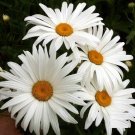 1000 SHASTA DAISY "ALASKA" Chrysanthemum Maximum Flower Seeds