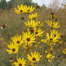 250 Swamp Sunflower Seeds Helianthus Angustifolius 250 Swamp Sunflower Seeds Helianthus Angustifolius
