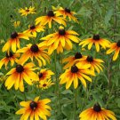 5000 Gloriosa Daisy Rudbeckia Hirta Flower Seeds