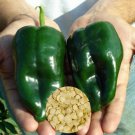 50 Poblano Ancho Pepper Fresh Seeds 50 Poblano Ancho Pepper Fresh Seeds