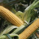 30 Organic Golden Bantam Corn Seeds Heirloom Fresh Seed 30 Organic Golden Bantam Corn Seeds Heirloom Fresh Seed