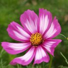 1000 Cosmos Flower Seeds Candy Stripe Wildflowers Seed