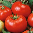 100 Red Brandywine Tomato Seeds Organic Heirloom Fresh Seeds 100 Red Brandywine Tomato Seeds Organic Heirloom Fresh Seeds