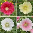 100 Hollyhock Flower Seeds Mixed Colors Alcea Rosea Seed 100 Hollyhock Flower Seeds Mixed Colors Alcea Rosea Seed