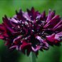 250 Black Ball Purple Bachelor Button Cornflower Flower Seeds