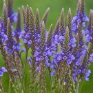 1000 BLUE VERVAIN Flower Seeds Verbena Hastata Seed 1000 BLUE VERVAIN Flower Seeds Verbena Hastata Seed