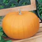 1oz Pumpkin Seeds Organic Heirloom Approx 170 Seeds 1oz Pumpkin Seeds Organic Heirloom Approx 170 Seeds