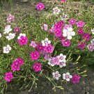 1000 MAIDEN PINKS Flower Seeds Dianthus Mixed Colors Fragrant Seed 1000 MAIDEN PINKS Flower Seeds Dianthus Mixed Colors Fragrant Seed