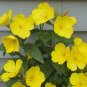 2000 Yellow Evening Primrose Flower Seeds Oenothera lamarckiana Seed