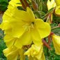 2000 Yellow Evening Primrose Flower Seeds Oenothera lamarckiana Seed