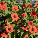 50 Zinnia Peruvian Flower Seeds Zinnia peruviana Seed