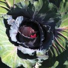 250 MAMMOTH Red Rock Cabbage Seeds Organic Heirloom Seed