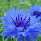 500 Tall Blue Bachelor Button Cornflower Flower Seeds 500 Tall Blue Bachelor Button Cornflower Flower Seeds