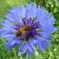 500 Tall Blue Bachelor Button Cornflower Flower Seeds