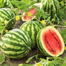 100 Crimson Sweet WATERMELON Seeds Heirloom Fresh Seed 100 Crimson Sweet WATERMELON Seeds Heirloom Fresh Seed