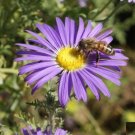 1000 Prairie Aster Tahoka Daisy Seeds Violet Blue Purple Seed 1000 Prairie Aster Tahoka Daisy Seeds Violet Blue Purple Seed
