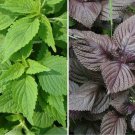 150 Purple & Green Shiso Seeds Japanese Perilla frutescens var. crispa Seed 150 Purple & Green Shiso Seeds Japanese Perilla frutescens var. crispa Seed