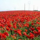 4000 Red Corn Poppy Flower Seeds Papaver rhoeas Great Pollinator Seed 4000 Red Corn Poppy Flower Seeds Papaver rhoeas Great Pollinator Seed