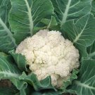 250 Cauliflower Seeds Snowball Y Improved Heirloom Fresh Seed