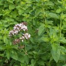 1000 Italian Oregano Seeds Culinary Herb Heirloom Seed 1000 Italian Oregano Seeds Culinary Herb Heirloom Seed