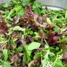 1000 Gourmet Lettuce Seeds Mixture Heirloom Fresh Seed