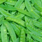100 Mammoth Sugar Pod Pea Seeds Fresh Seed 100 Mammoth Sugar Pod Pea Seeds Fresh Seed