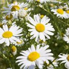 2000 GERMAN CHAMOMILE Herb Flower Seeds Matricaria recutita Seed 2000 GERMAN CHAMOMILE Herb Flower Seeds Matricaria recutita Seed
