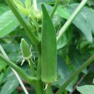200 Okra Seeds Clemson Spineless Heirloom Fresh Seed 200 Okra Seeds Clemson Spineless Heirloom Fresh Seed