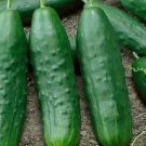 200 Cucumber Seeds Straight Eight Heirloom Fresh Seed
