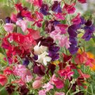 50 SWEET PEA SEEDS HEIRLOOM Flower Mix Lathyrus Fragrant 5' Tall Vine Seed 50 SWEET PEA SEEDS HEIRLOOM Flower Mix Lathyrus Fragrant 5' Tall Vine Seed