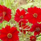 500 Red Dwarf Plains Coreopsis Tinctoria Wildflower Seeds 500 Red Dwarf Plains Coreopsis Tinctoria Wildflower Seeds