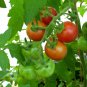 150 Organic Large Red Cherry Tomato Seeds Heirloom