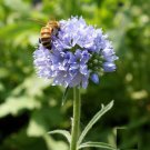1000 GLOBE GILIA Flower Seeds Capitata Drought Tolerant Seed 1000 GLOBE GILIA Flower Seeds Capitata Drought Tolerant Seed