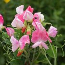 50 Sweet Pea Seeds Cupid Pink Flower Seeds Annual Lathyrus odoratus Seed