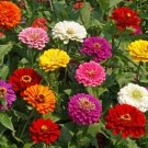 250 Zinnia California Giants Mix Flower Seeds Zinnia Elegans Seed 250 Zinnia California Giants Mix Flower Seeds Zinnia Elegans Seed