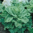 500 Broadleaf Batavian Endive Seeds Escarole Heirloom Seed 500 Broadleaf Batavian Endive Seeds Escarole Heirloom Seed