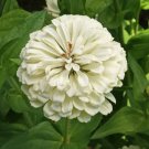 250 Zinnia Flower Seeds Polar Bear Elegans Seed 250 Zinnia Flower Seeds Polar Bear Elegans Seed