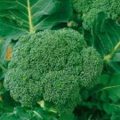 500 Waltham 29 Broccoli Seeds Certified ORGANIC Brassica Oleracea Heirloom Seed