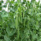 75 Green Arrow Garden Pea Seeds Heirloom Fresh Seed 75 Green Arrow Garden Pea Seeds Heirloom Fresh Seed