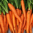 2000 Imperator 58 Carrot Seeds Heirloom Fresh Seed 2000 Imperator 58 Carrot Seeds Heirloom Fresh Seed