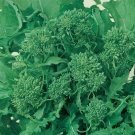 500 Broccoli Raab Seeds Rapini Certified Organic Heirloom Seed 500 Broccoli Raab Seeds Rapini Certified Organic Heirloom Seed