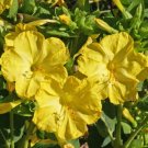 100 Yellow Four OClock Flower Seeds Mirabilis jalapa Seed 100 Yellow Four OClock Flower Seeds Mirabilis jalapa Seed