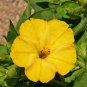 100 Yellow Four OClock Flower Seeds Mirabilis jalapa Seed