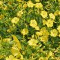 100 Yellow Four OClock Flower Seeds Mirabilis jalapa Seed