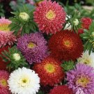 1000 Aster Flower Seeds Powder Puff Mix Colors Callistephus chinensis Seed 1000 Aster Flower Seeds Powder Puff Mix Colors Callistephus chinensis Seed