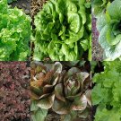 Heirloom Lettuce Seeds Lovers Packet Collection (6 Varieties)