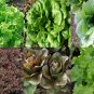 Heirloom Lettuce Seeds Lovers Packet Collection (6 Varieties)